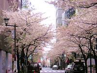桜並木