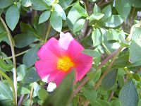 ピンクの花