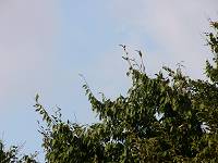 空