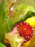 発表会で友だちにもらった花