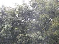 雨