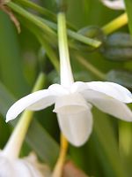 白い花