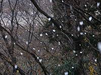 雪