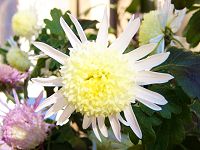 菊