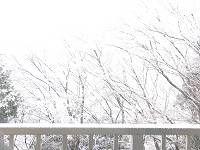 雪