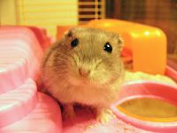 友達のうちのハムスター