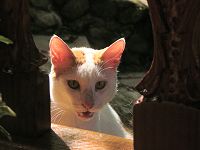 パラオのネコ