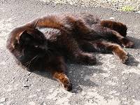 黒猫