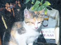 子猫