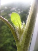 ヒマワリのつぼみ