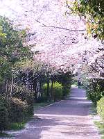 桜の小径
