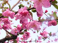 八重桜