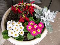 寄席植え