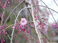 しだれ桜