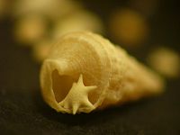巻貝と星砂