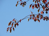 秋の空