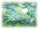 Mы
